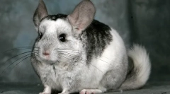 Koliko je chinchilla, gdje kupiti i kako odabrati